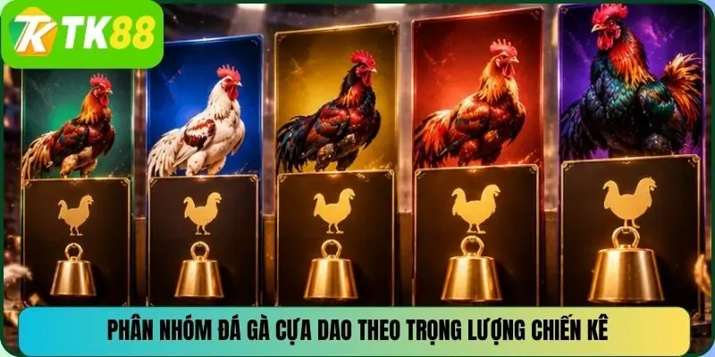 Phân nhóm đá gà cựa dao theo trọng lượng chiến kê